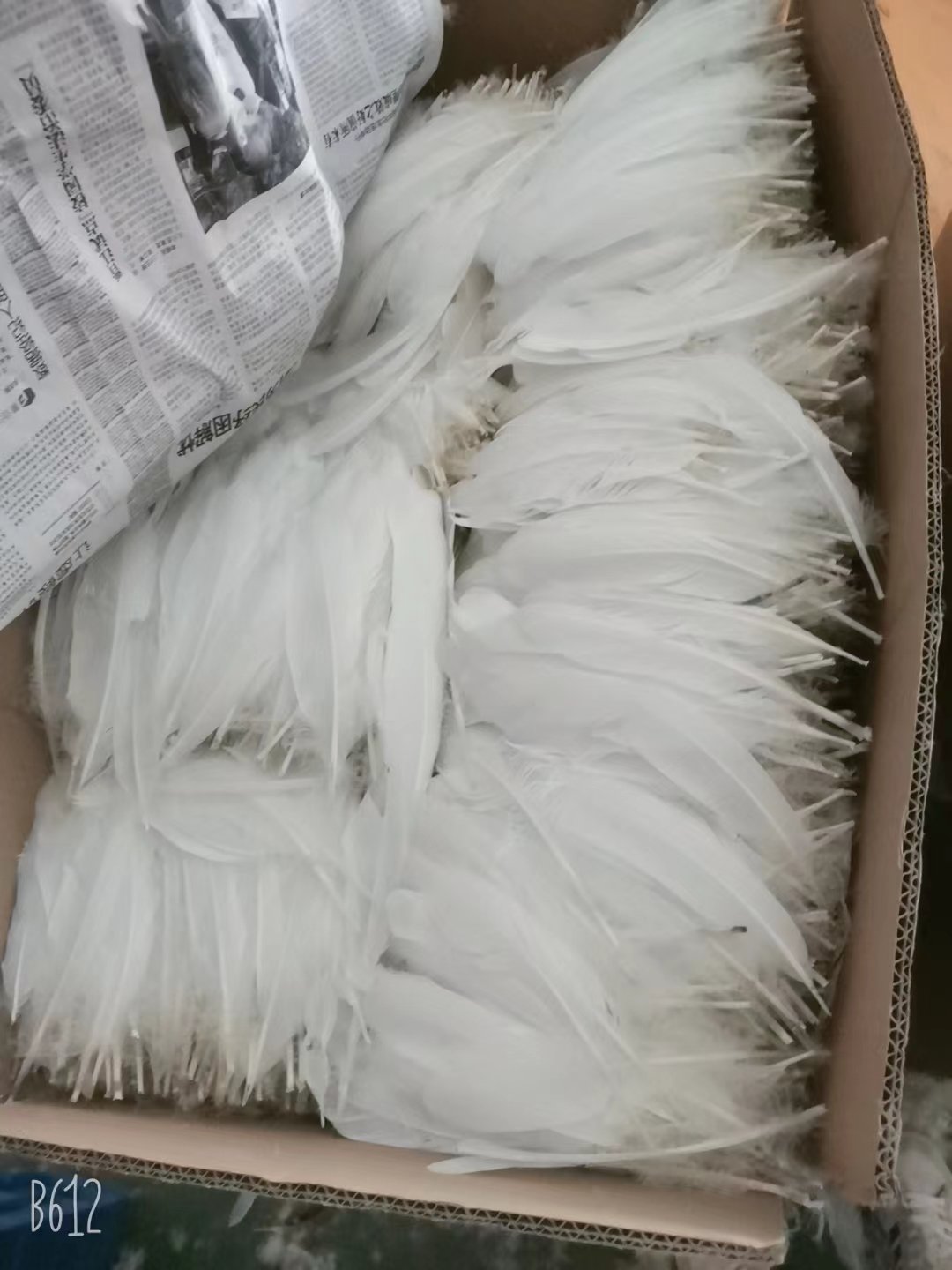 Duck Feather for Badminton Shuttlecock Factory Directly Shipping to Indonesia/Vietam