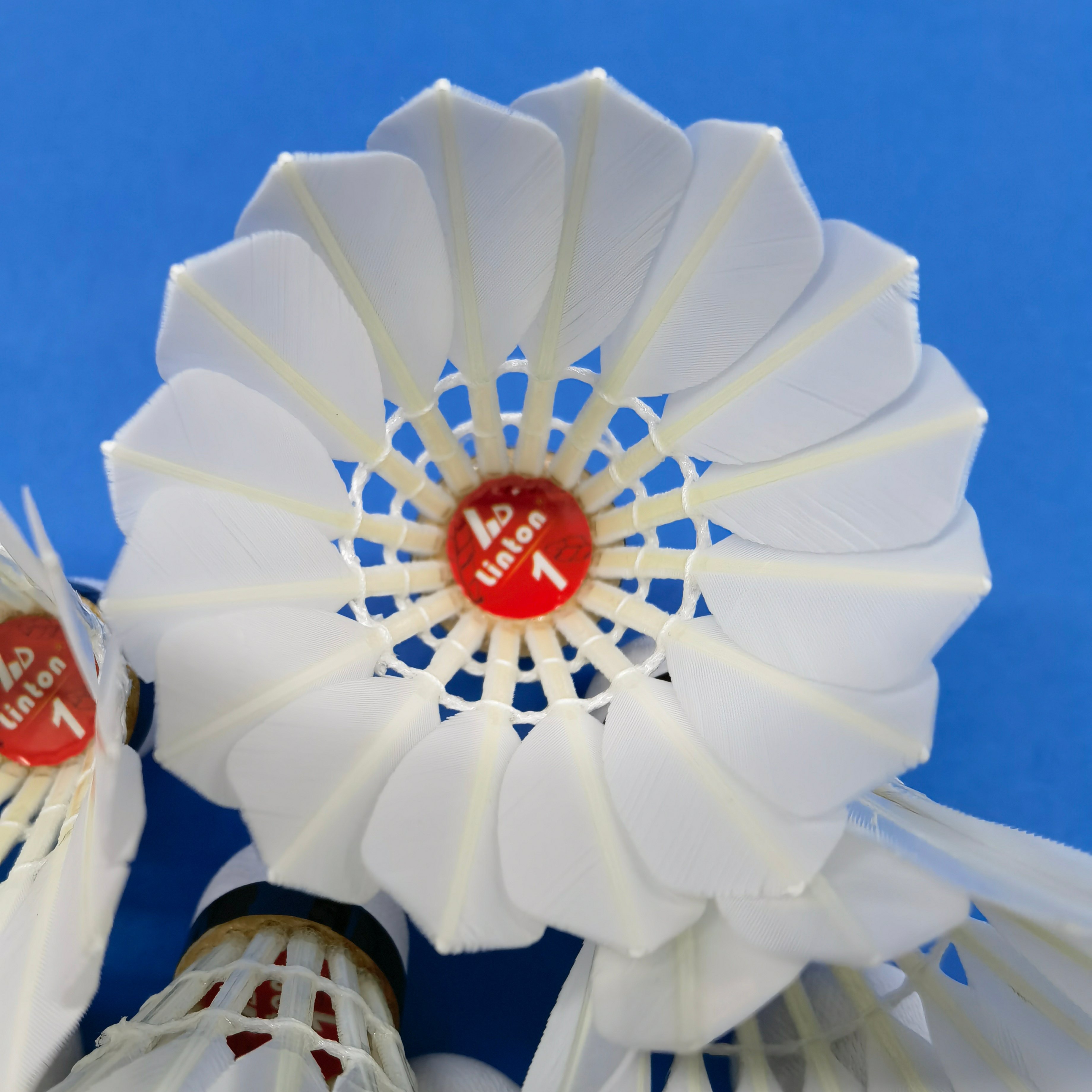 LINTON 1 update badminton shuttlecock CIGU duck good quality for tournament
