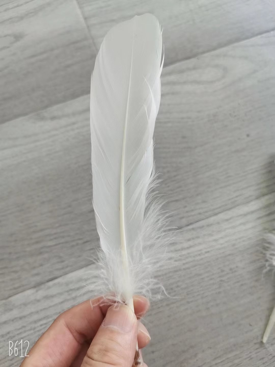 Feather Material for Badminton Shuttlecock Factory