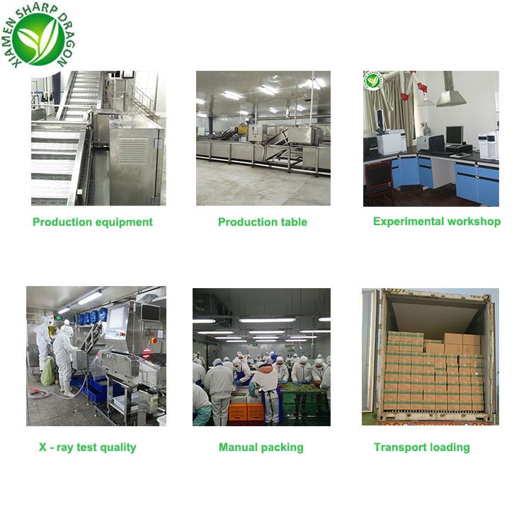 Suppliers wholesale bulk vietnam buyers chinese mature frozen ginger paste cube for market prices per ton