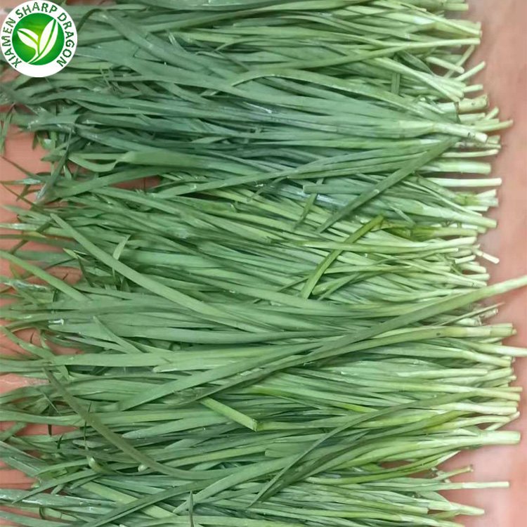Chinese Nira Garlic Chives Asian Leaf Leek Leaves Chopped Minced Sliced Dice Slice Wholesale Price Organic Freeze Freezing Bulk