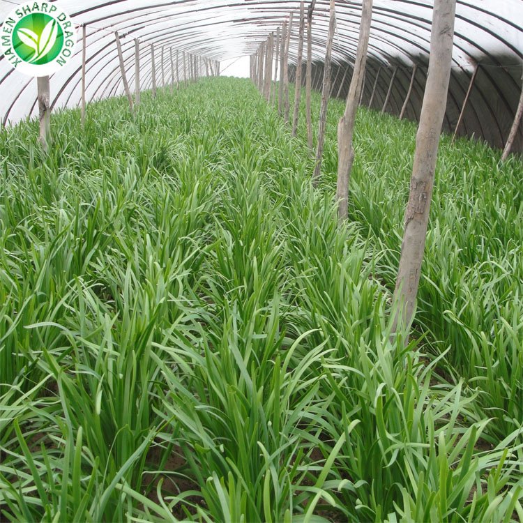 Chinese Nira Garlic Chives Asian Leaf Leek Leaves Chopped Minced Sliced Dice Slice Wholesale Price Organic Freeze Freezing Bulk