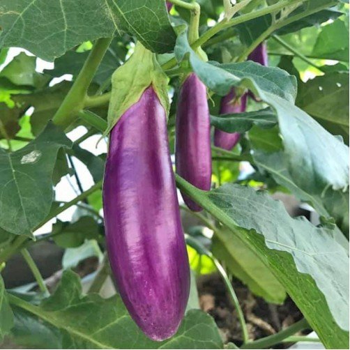 A vegetable category from Vietnam - EGGPLANT FROZEN - Cut into slices, pieces or whole - Cheap price for your meal