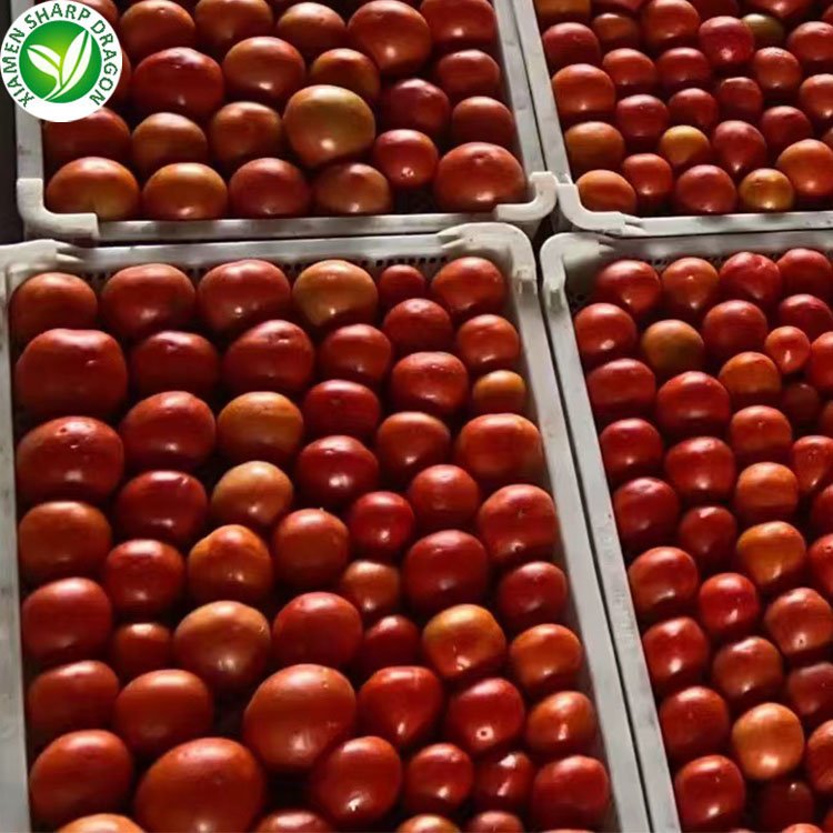 Frozen IQF Cherry tomatoes halves fruit Dice Sliced Chunk Diced Block Cubes Cuts Wholesale price Bulk organic Freeze Freezing