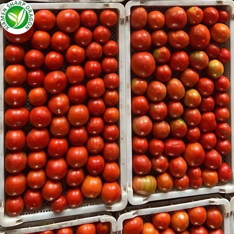 Frozen IQF Cherry tomatoes halves fruit Dice Sliced Chunk Diced Block Cubes Cuts Wholesale price Bulk organic Freeze Freezing