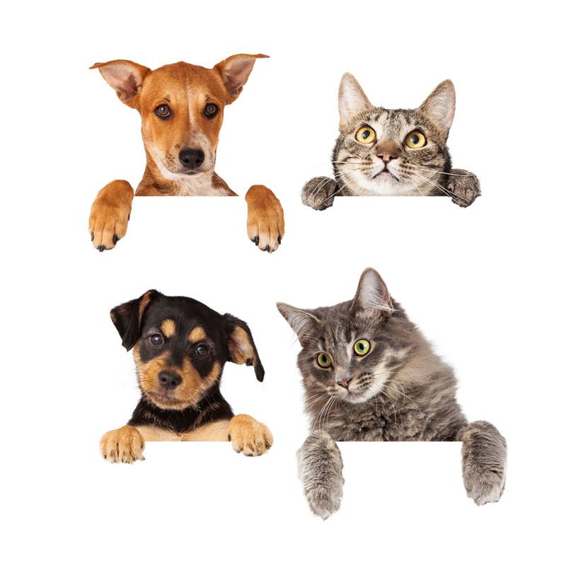 Cat and dog cartoon wall sticker creative switch wall sticker bedroom can remove waterproof PVC decorative stickers