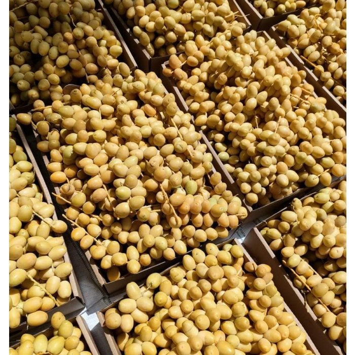 2022 Export Best Selling And High Quality Fresh Sweet Berhi Dates Big And Nutritious And Delicious For Sale