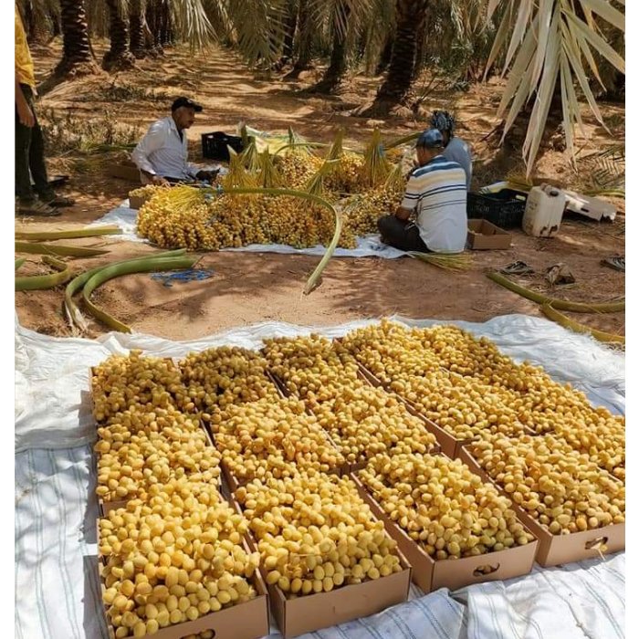 2022 Export Best Selling And High Quality Fresh Sweet Berhi Dates Big And Nutritious And Delicious For Sale