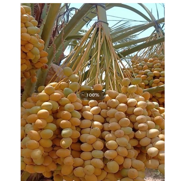 2022 Export Best Selling And High Quality Fresh Sweet Berhi Dates Big And Nutritious And Delicious For Sale