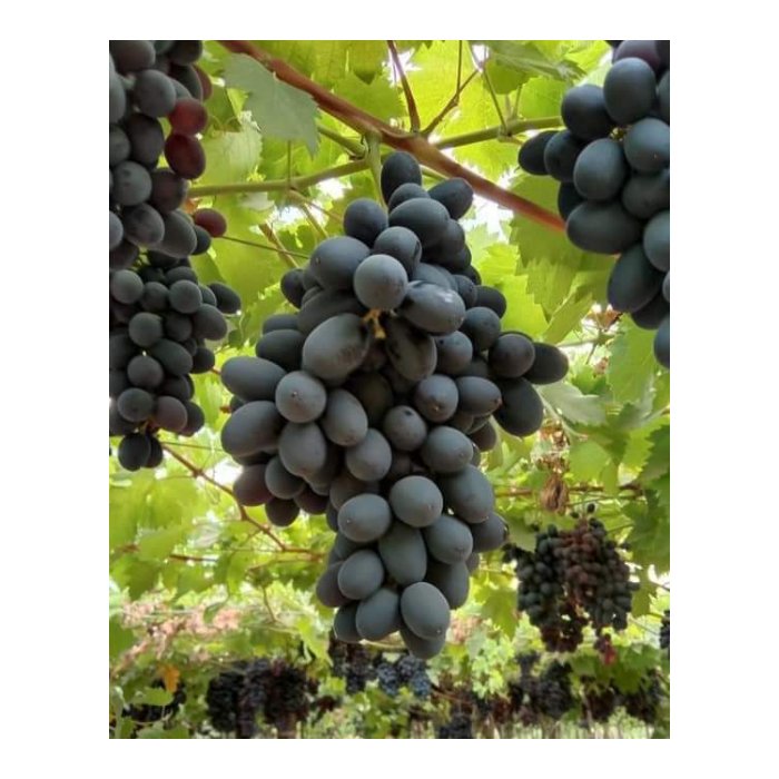 High Quality Season Grade Fruit Red Fresh Globe Garape Grape Fresh Sweet Egypt Crimson Seedless Shine Grapes For Sale