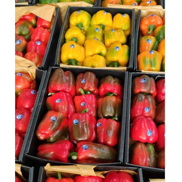 Best Selling And High Quality 100% Natural Product Egypt Fresh Capsicum Fresh Bell Sweet Color Pepper Yellow Red Green Pepper