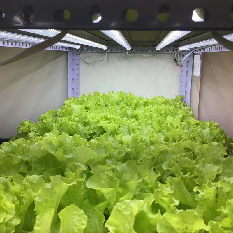 T8 8w 15w 18w 28w 34w full spectrum tube vertical farm Hydroponics clone plants LED grow light