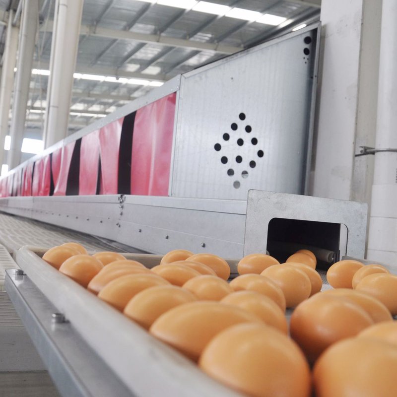 Poultry Farming Equipment Laying Automatic Chicken Laying Egg Nest Box Chicken Nesting Box