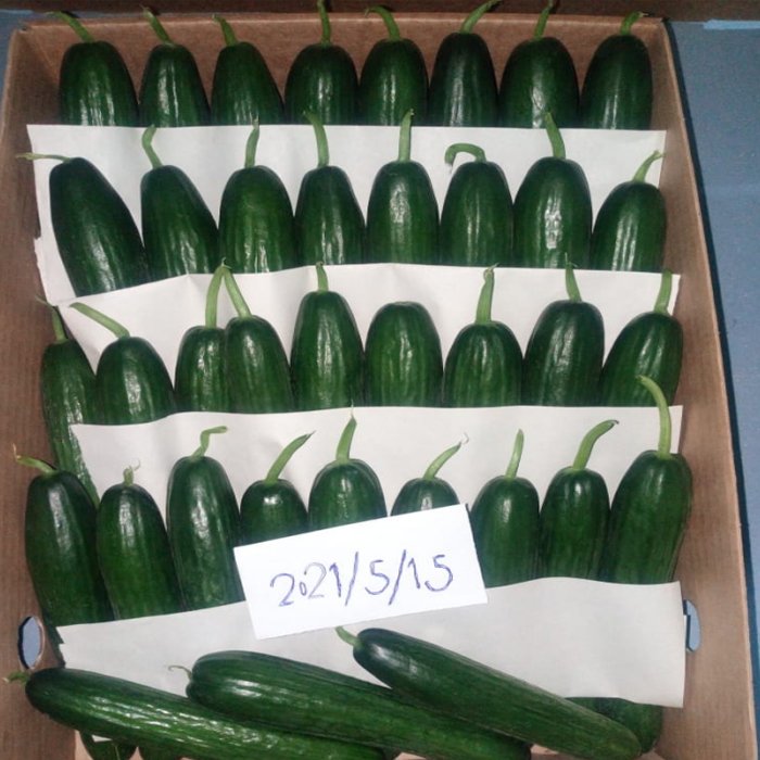 High Quality 100% Natural Product Food Fresh Grade Green Cucumber Wonderful Delicious Vegetable For Export From Egypt