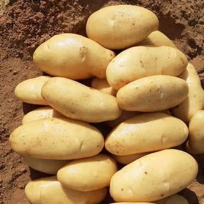Best Selling And High Quality 100% Natural Product Egyptian Fresh Potatoes Spunta Very Delicious For Export From Egypt