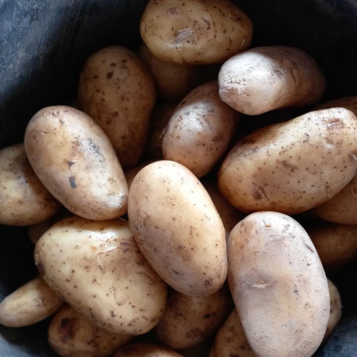 Best Selling And High Quality 100% Natural Product Egyptian Fresh Potatoes Spunta Very Delicious For Export From Egypt