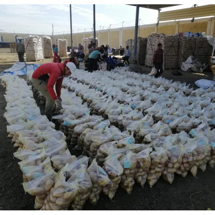 Best Selling And High Quality 100% Natural Product Egyptian Fresh Potatoes Spunta Very Delicious For Export From Egypt