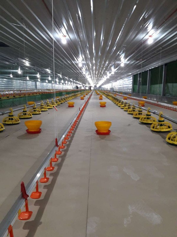 Equipo Avicola El Salvador Comedero Bebedero Automatico Para Granja Avicultura y Galpon de Pollos