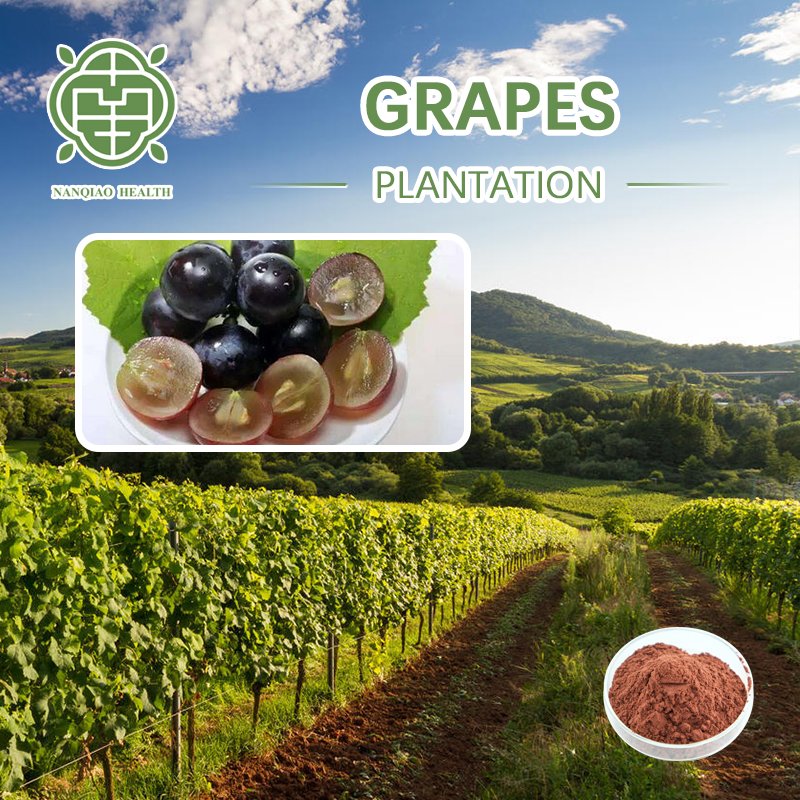 Factory bulk price plant extract grape seed extract organic grape seed extract for sale OPC 95% Proanthocyanidins