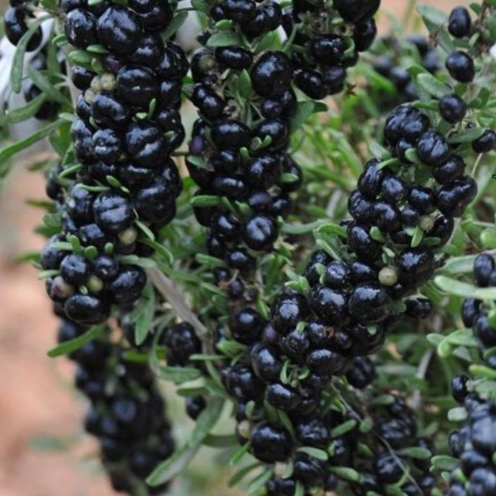 Organic Freeze-Dried Chinese Lycium Black Wolfberry Powder Black Goji Berry Powder