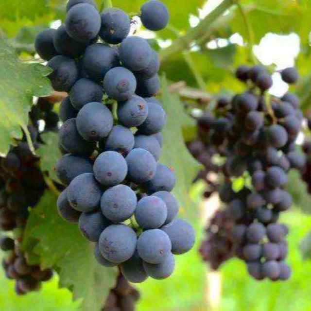 High Quality Natural Genuine OPC Proanthocyanidins Grape seed Extract