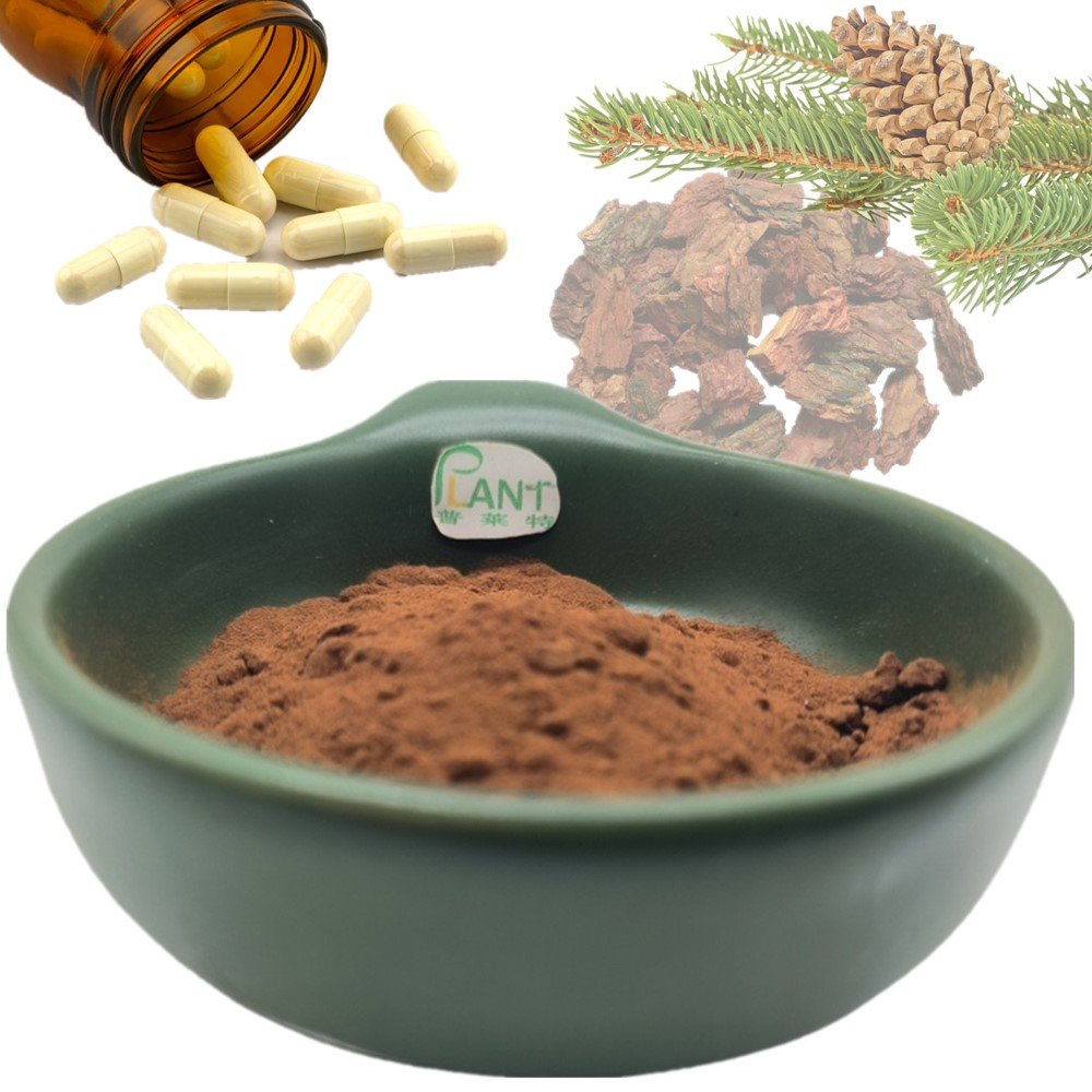 Natural organic french maritime pine bark extract powder proanthocyanidins 95%