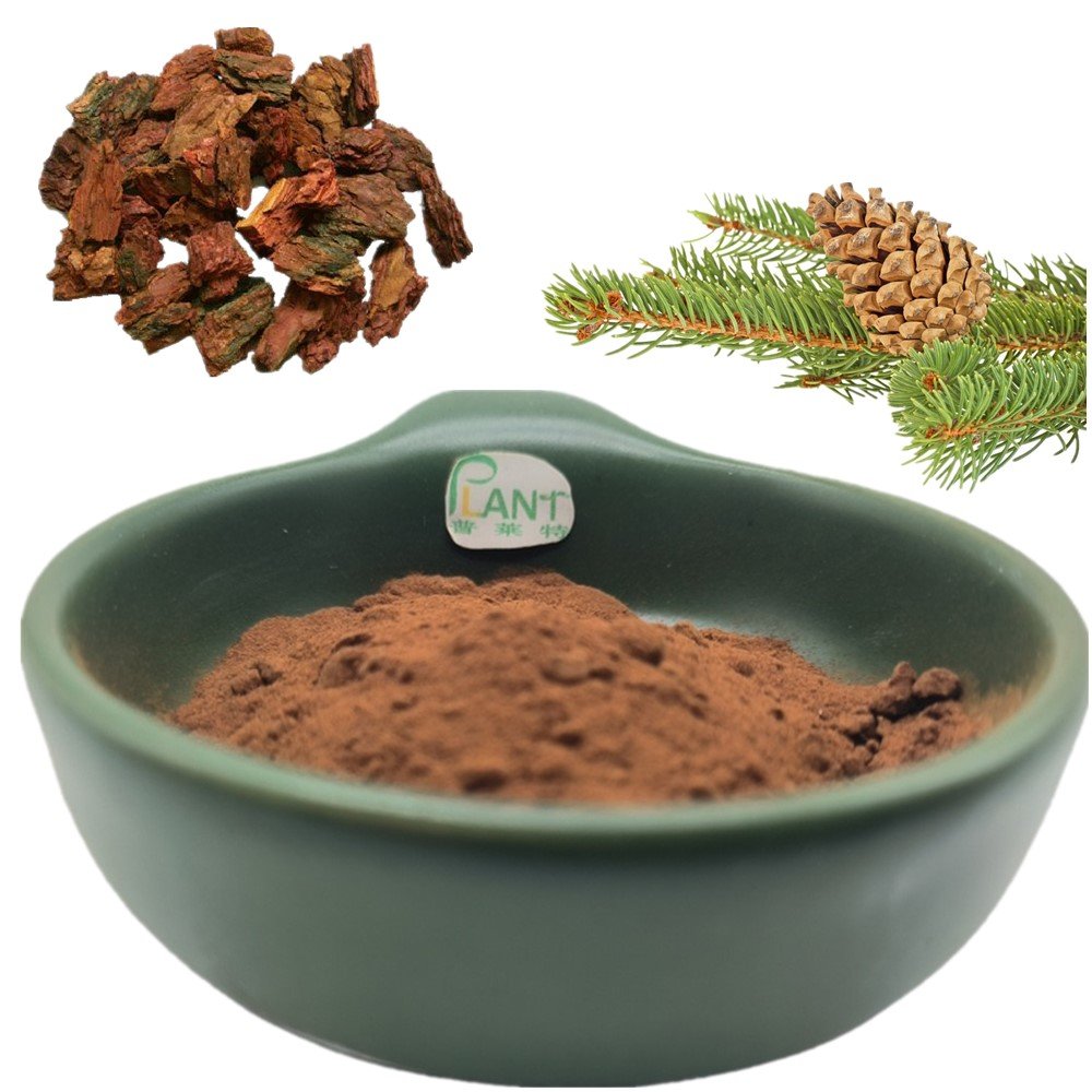 Natural organic french maritime pine bark extract powder proanthocyanidins 95%
