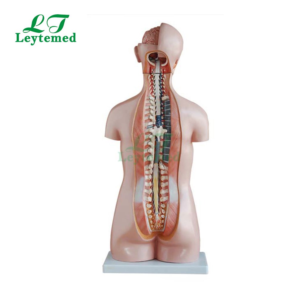 LTM206 85CM 20 Parts Human Body Anatomy Sexless Torso Model