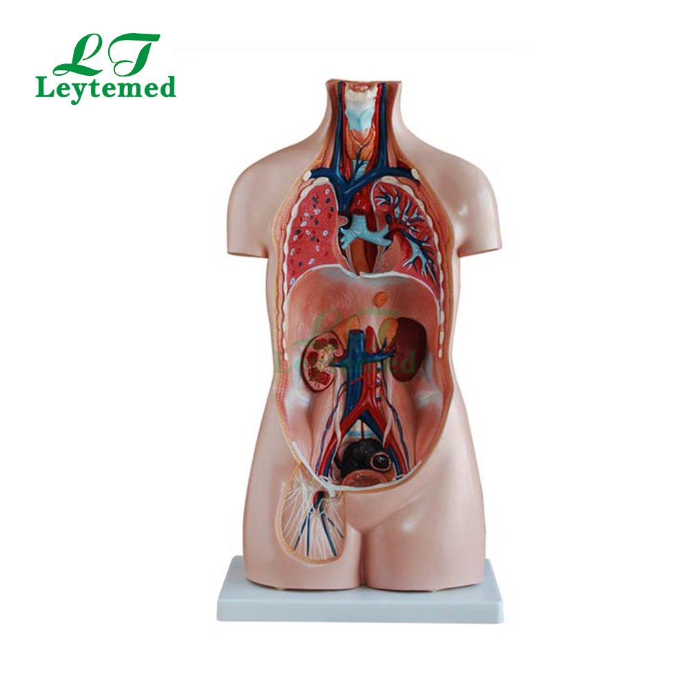 LTM206 85CM 20 Parts Human Body Anatomy Sexless Torso Model