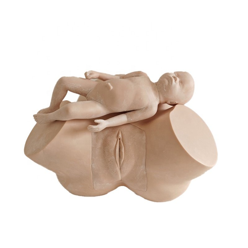 Medica Science Midwifery Model For Teaching, Abnormal Childbirth Simulator, Female Pelvic Model For Training