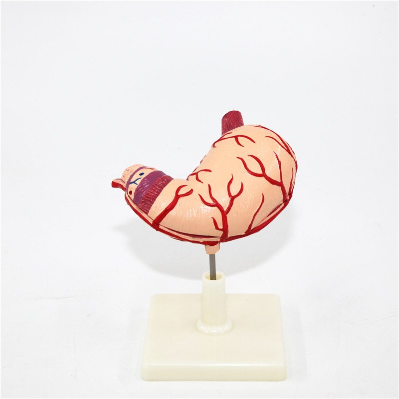 Advanced Quality 3D Anatomical Human Stomach Model For Teaching Model