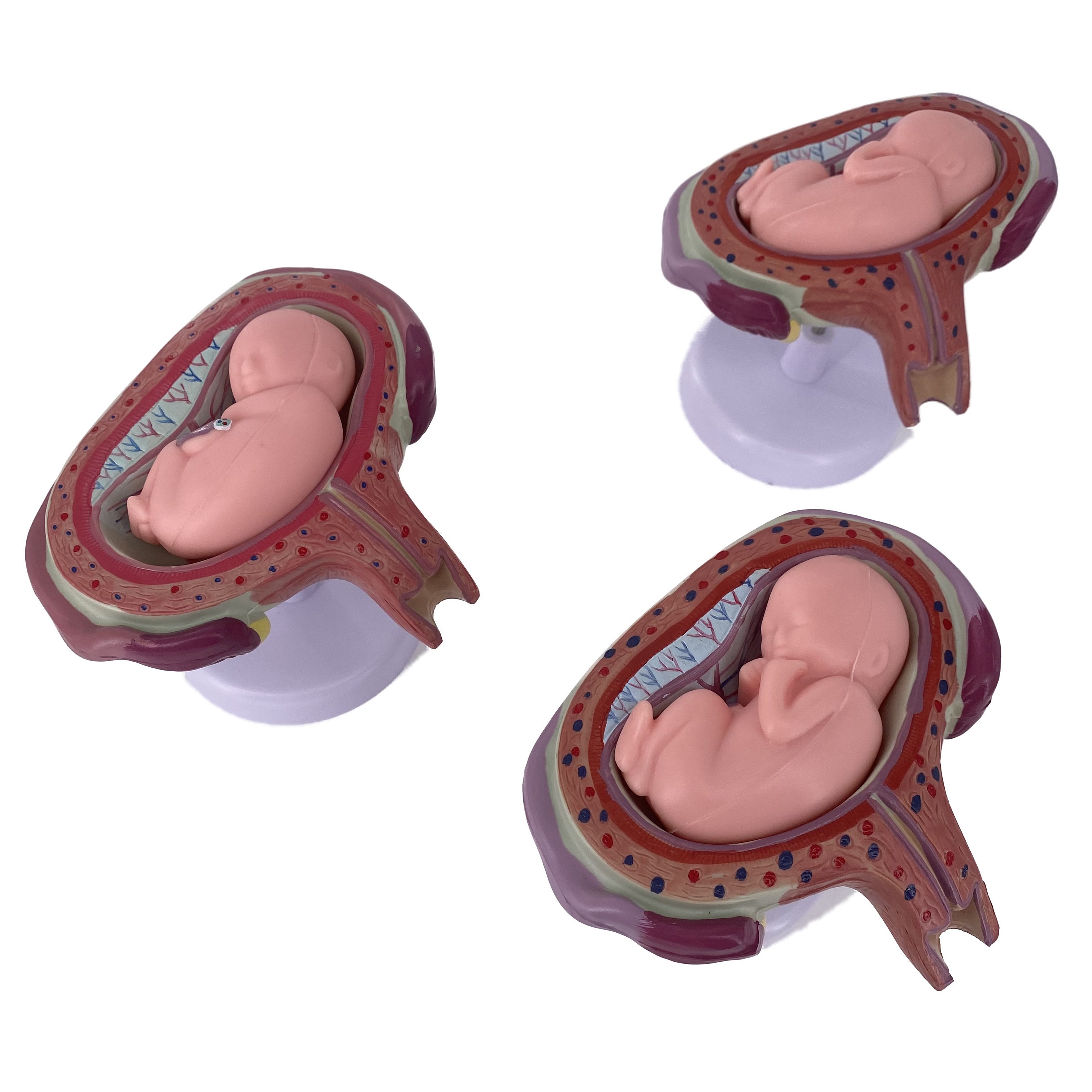 Pregnancy Development Model Female Anatomical Gestational Fetal and Embryo Medical Education Models for Medical Teaching