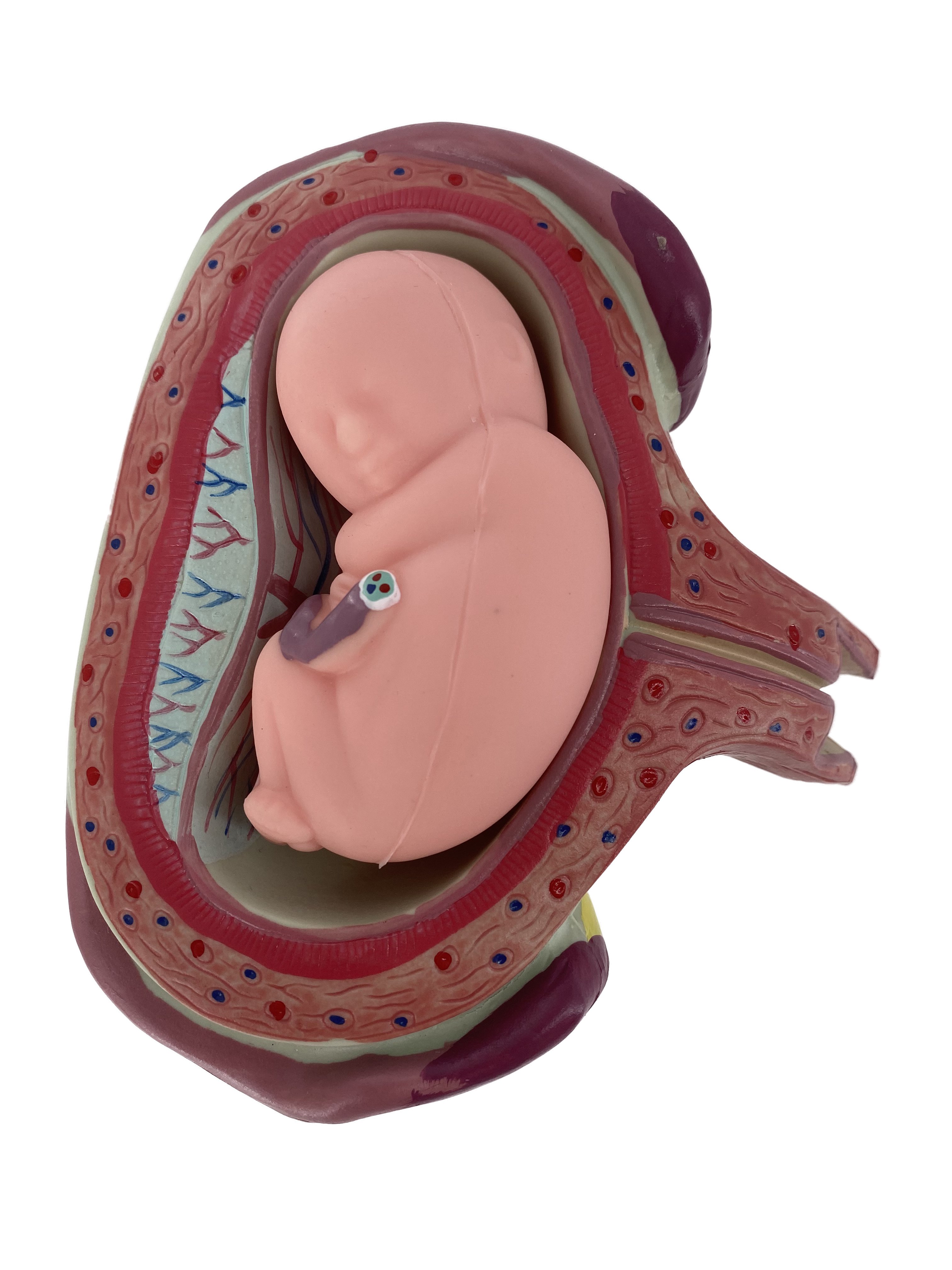 Pregnancy Development Model Female Anatomical Gestational Fetal and Embryo Medical Education Models for Medical Teaching