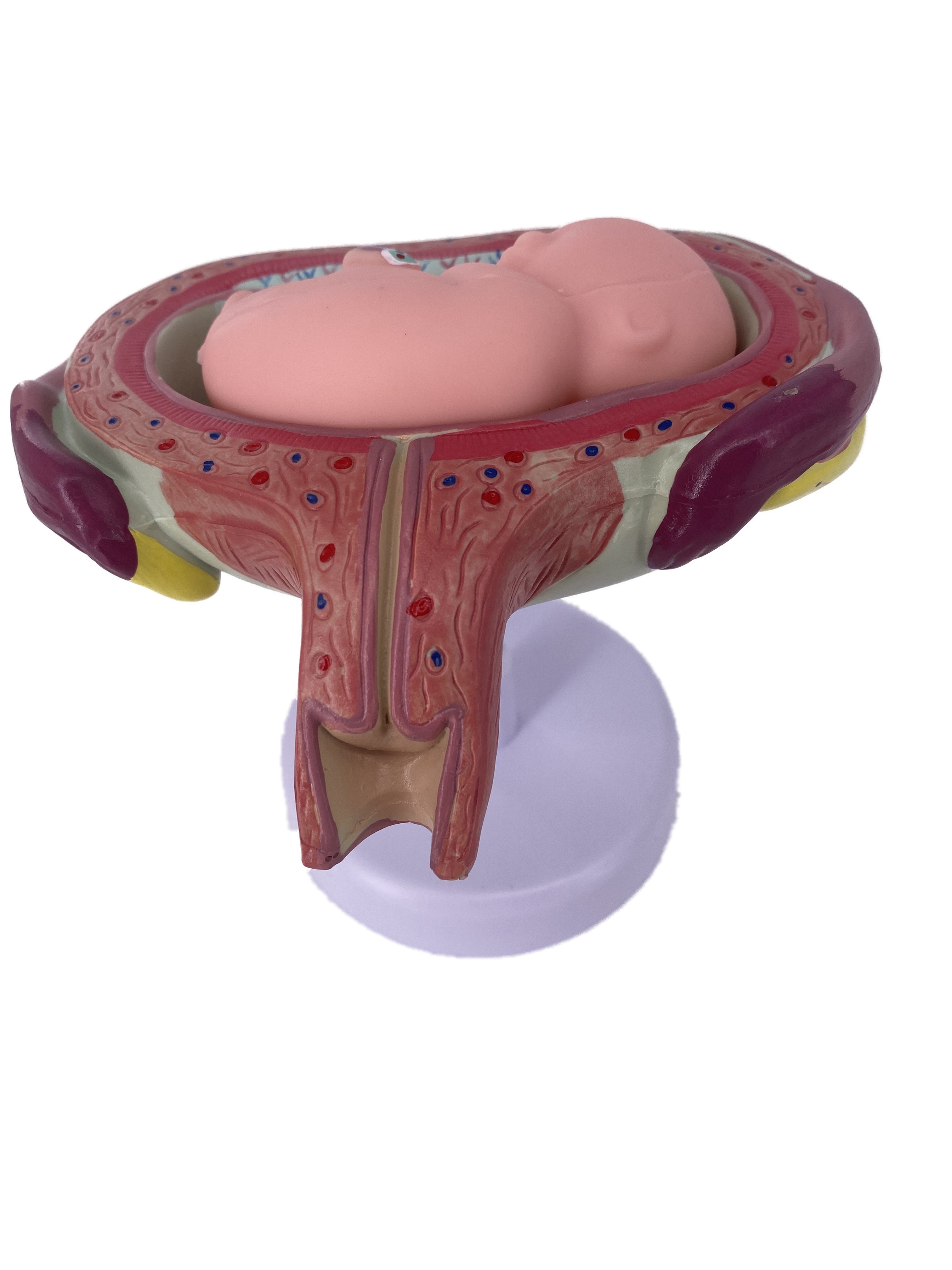 Pregnancy Development Model Female Anatomical Gestational Fetal and Embryo Medical Education Models for Medical Teaching
