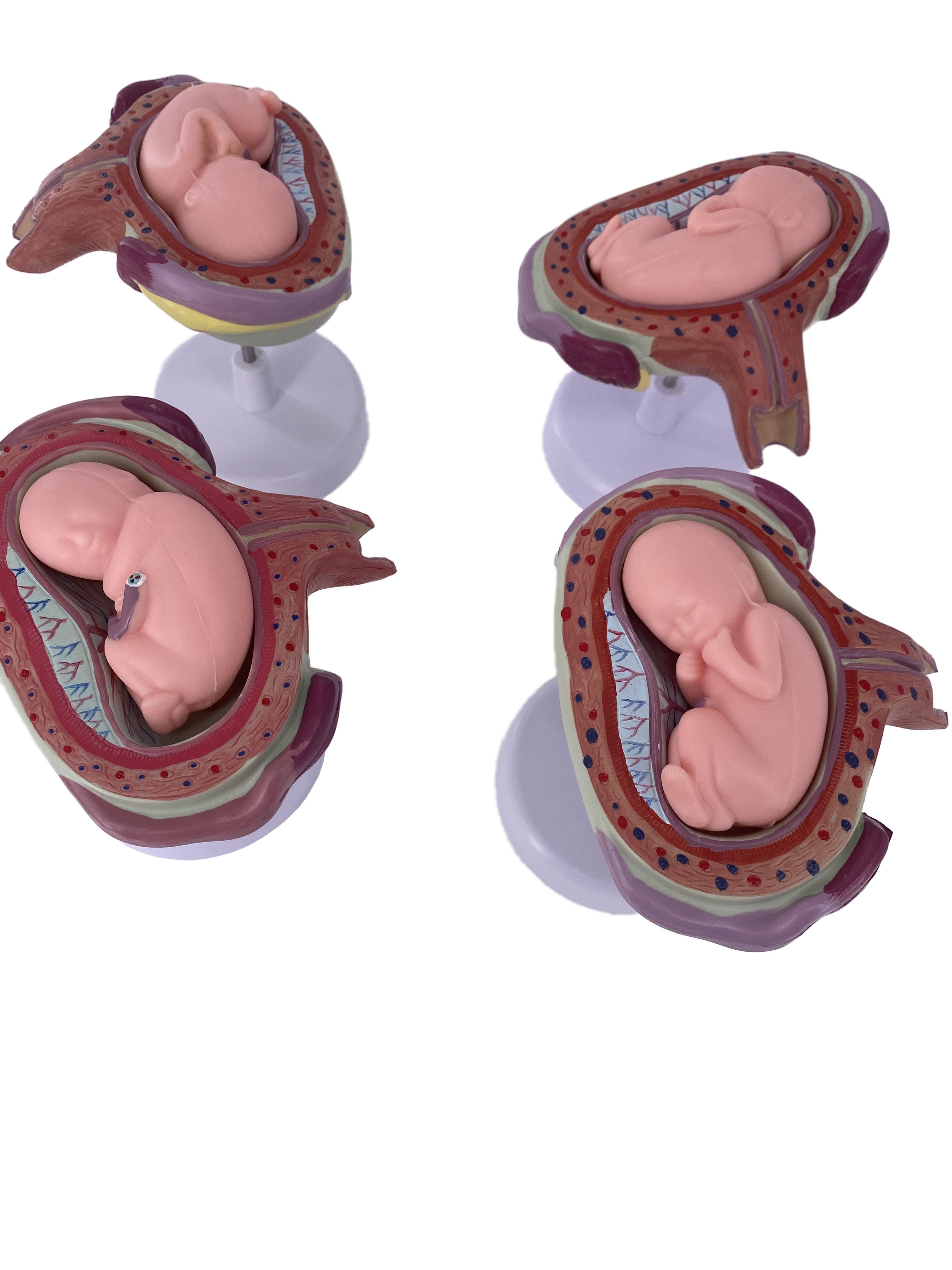 Pregnancy Development Model Female Anatomical Gestational Fetal and Embryo Medical Education Models for Medical Teaching