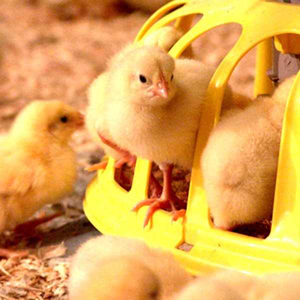 Poultry Equipment Chicken farm animal drinker Chicken Feeding System for Poultry Drinking Made In Vietnam Manufacturer