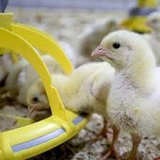 Poultry Equipment Chicken farm animal drinker Chicken Feeding System for Poultry Drinking Made In Vietnam Manufacturer