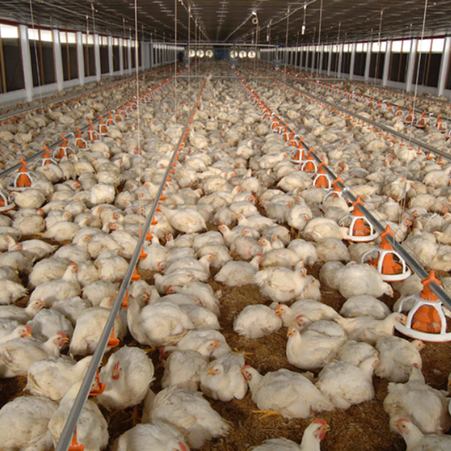 Poultry Equipment Chicken farm animal drinker Chicken Feeding System for Poultry Drinking Made In Vietnam Manufacturer