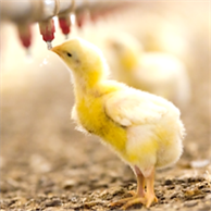 Poultry Equipment Chicken farm animal drinker Chicken Feeding System for Poultry Drinking Made In Vietnam Manufacturer
