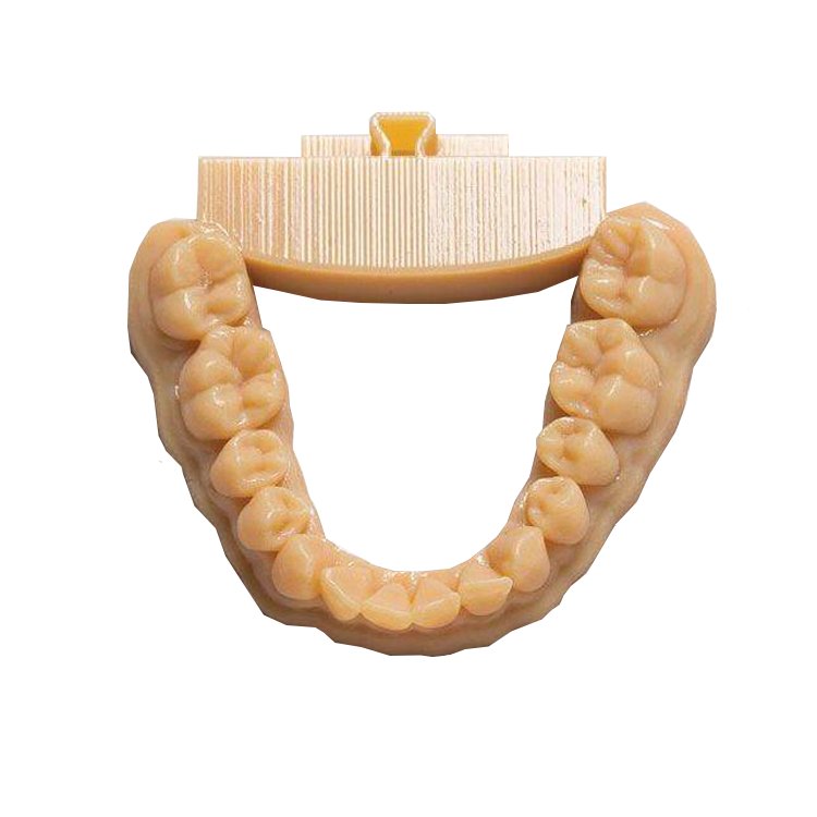 3d Printing Tooth Oral Cavity Dental Implant Rapid Prototype Model