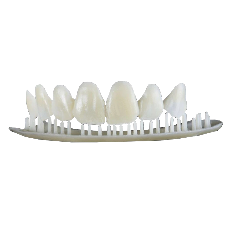 3d Printing Tooth Oral Cavity Dental Implant Rapid Prototype Model