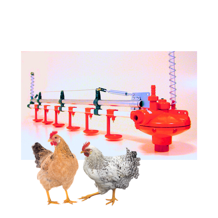 Automatic Feeding And Drinking Line System Fast Delivery Plastic For Chicken Poultry Farming Equipment Vietnam Manufacturer