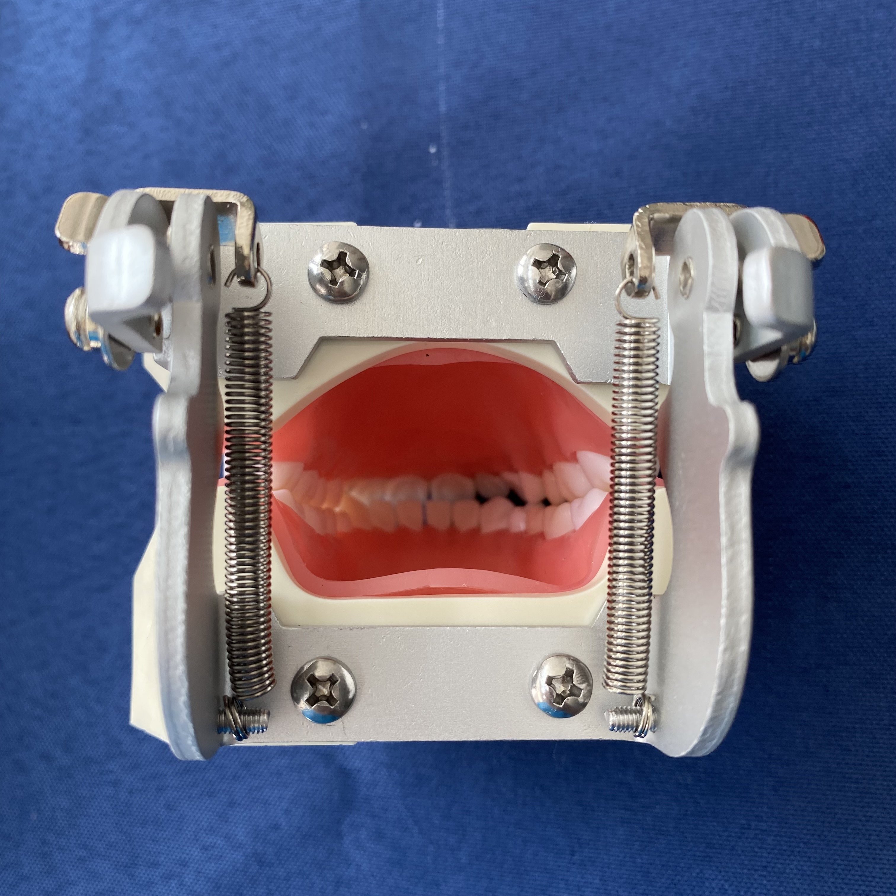 Dental study teeth model pulp ceramic veneer teeth With 28pcs removable dental teeth other dental equipments