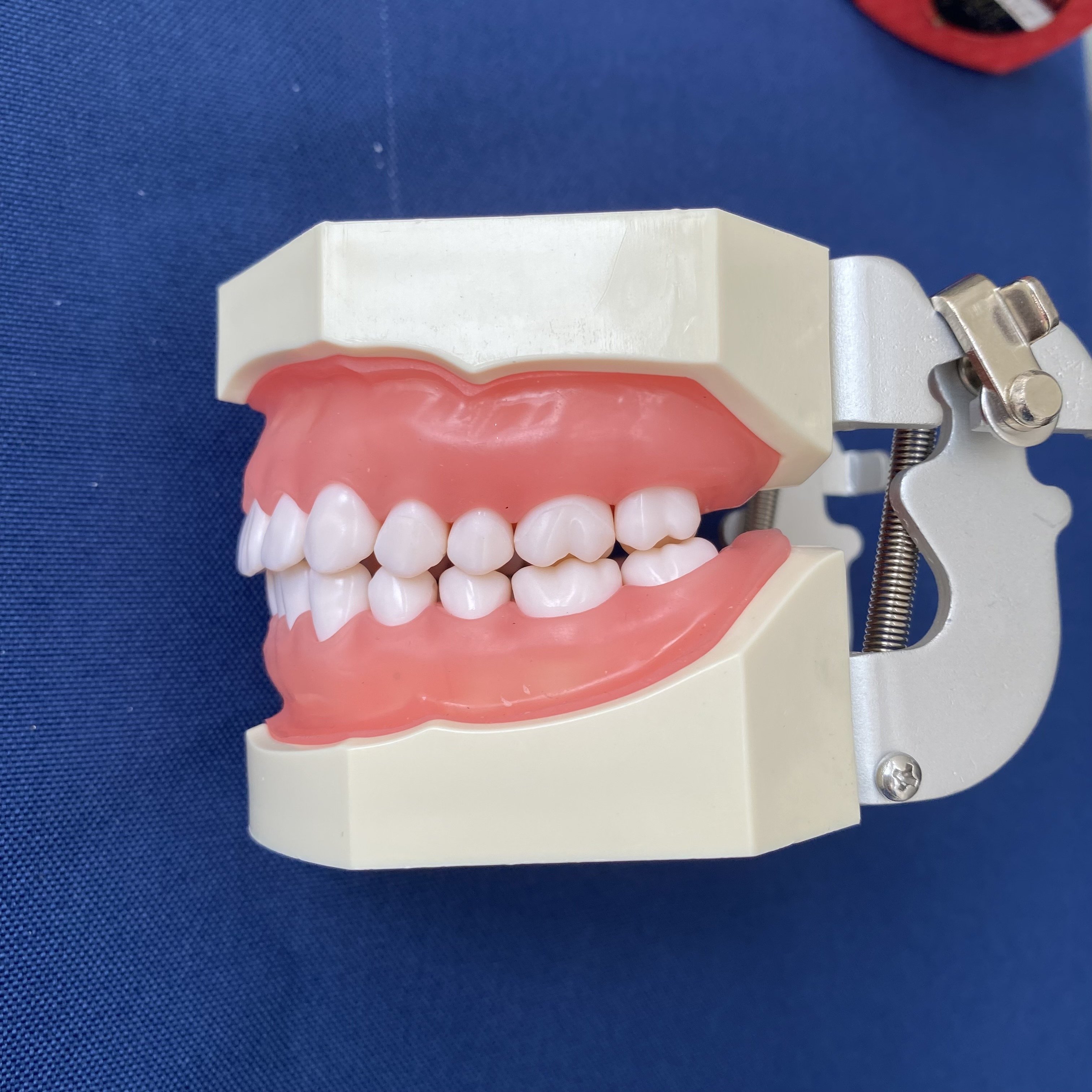 Dental study teeth model pulp ceramic veneer teeth With 28pcs removable dental teeth other dental equipments
