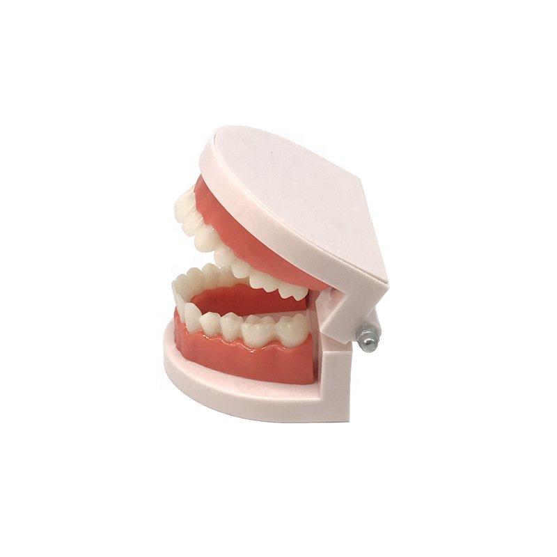 Hot selling Other Dental Equipments dental model Teaching Standard Tooth Model Dental model