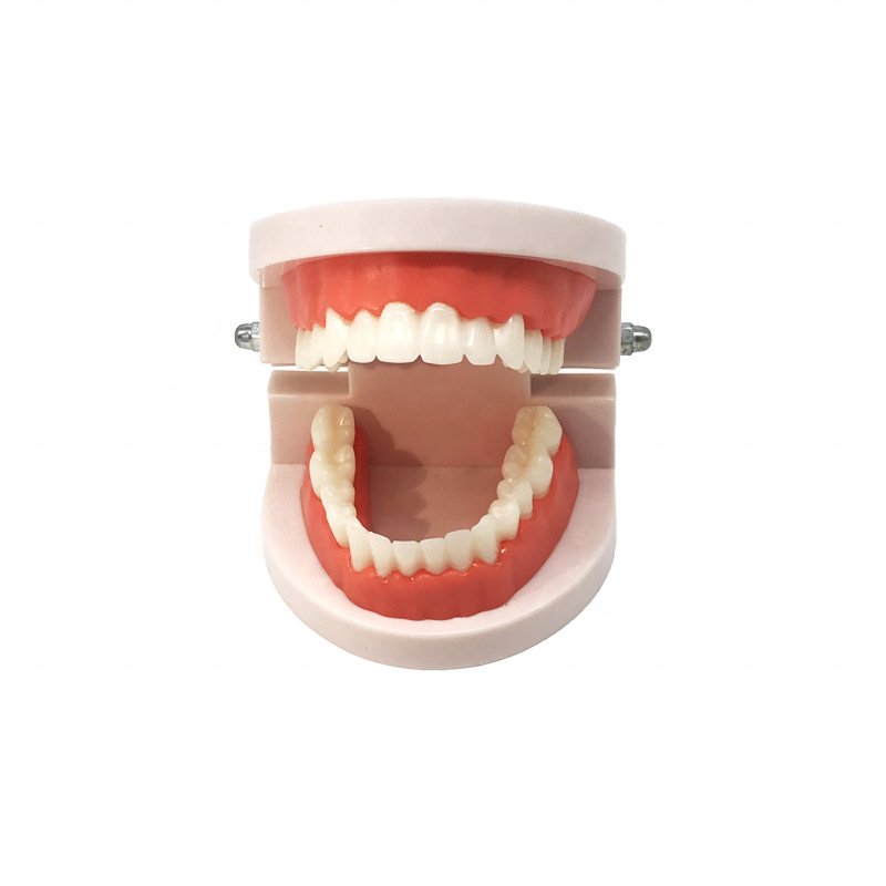 Hot selling Other Dental Equipments dental model Teaching Standard Tooth Model Dental model