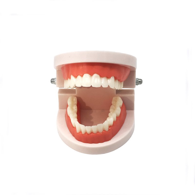 Hot selling Other Dental Equipments dental model Teaching Standard Tooth Model Dental model