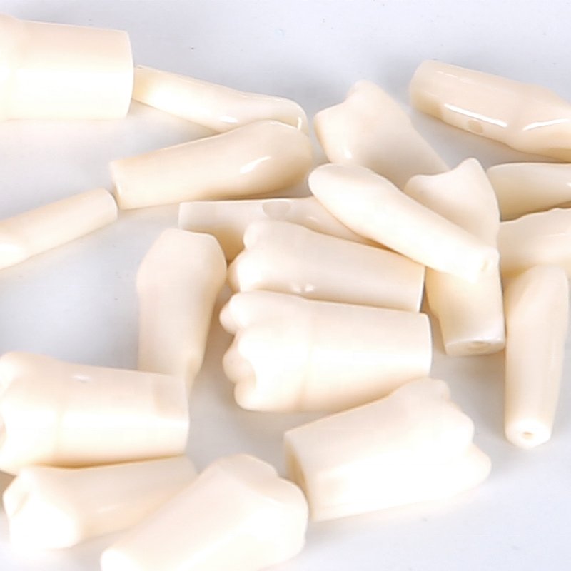 Hot selling School Supplies Dental model Artificial Teeth detachable Dental Articulator