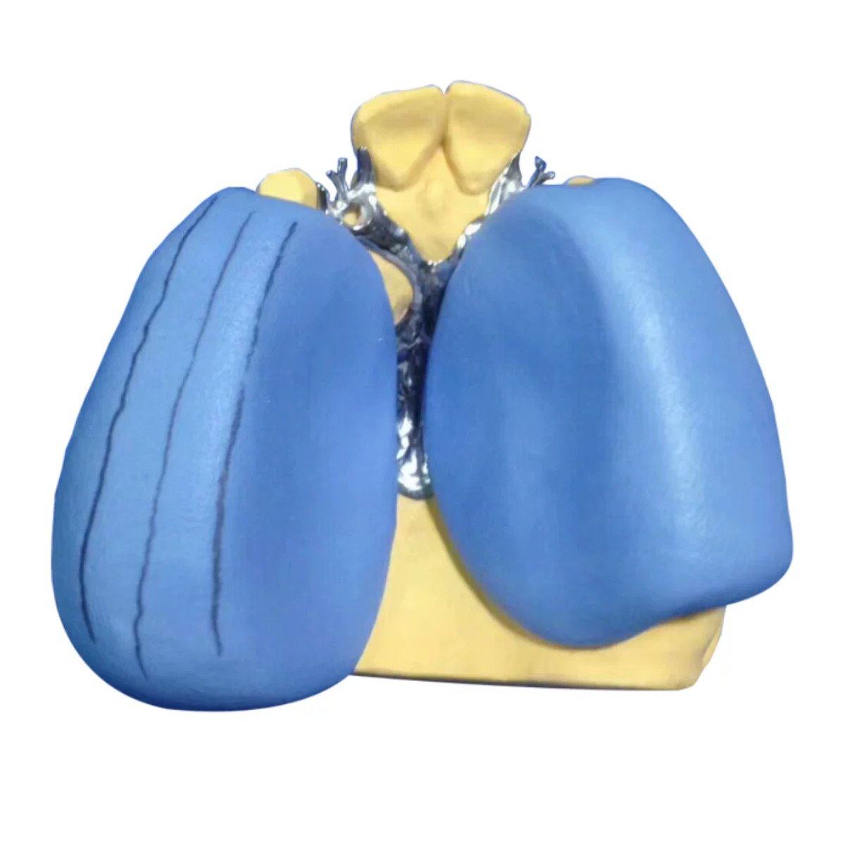 Dental technicians dentist use silicone rubber material model taking product 5kg+5kg
