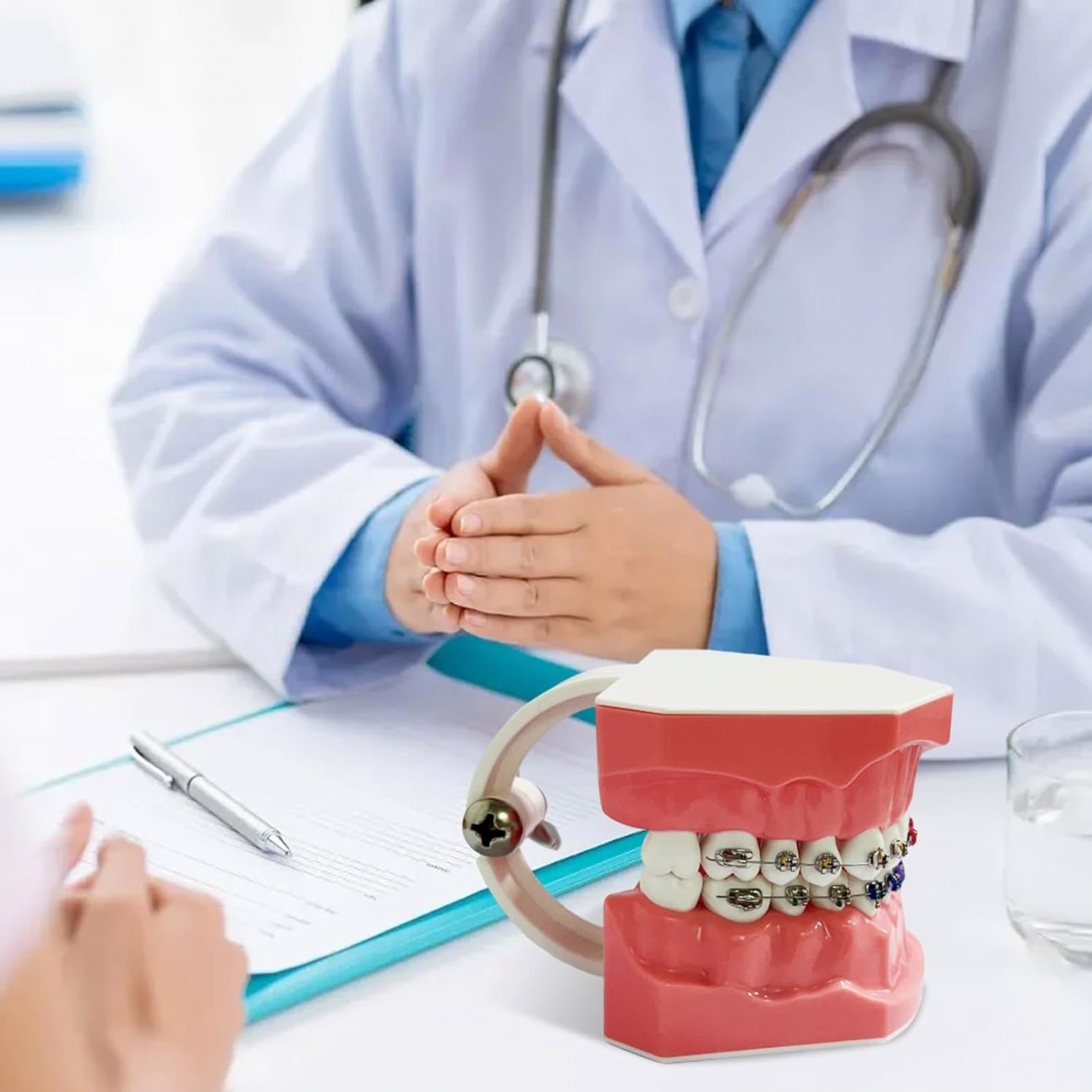 Dental Orthodontic Treatment Model With Ortho Metal Ceramic Bracket / 28pcs Orthodontic dental teeth model